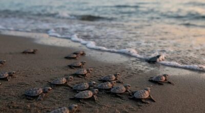 Una notte speciale sulla costa di Eboli!