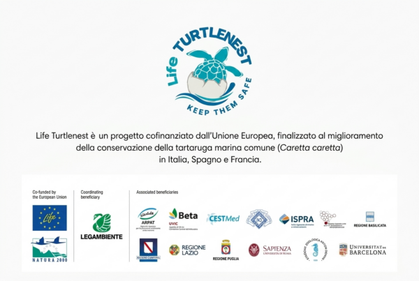 Sulle spiagge della Campania potrebbe esserci una presenza speciale: la Caretta caretta, la tartaruga marina simbolo del Mediterraneo.